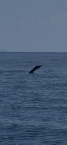 バショウカジキが狙えるシーズン
